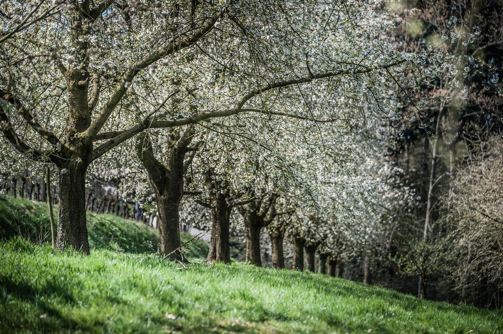 Landhotel Rebstock Oberkirch  Bagian luar foto