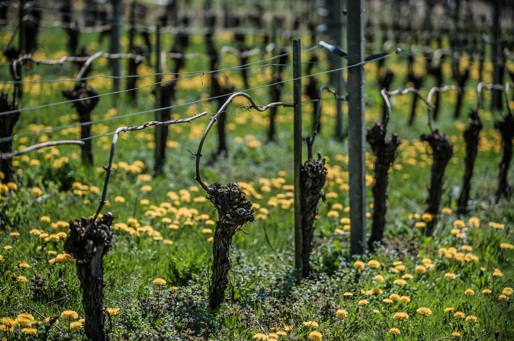 Landhotel Rebstock Oberkirch  Bagian luar foto